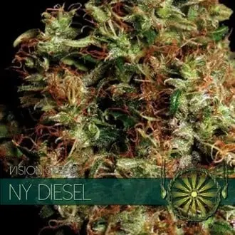 NY Diesel cannabis seeds