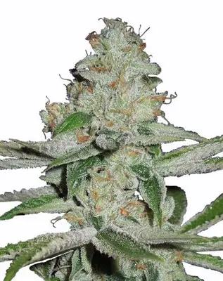 NYC Diesel cannabis seeds