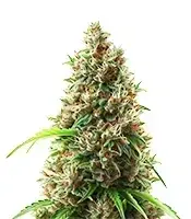 NYC Sour D cannabis seeds