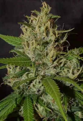Oaxaca A5 Haze cannabis seeds