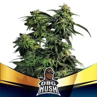 OBG Kush cannabis seeds