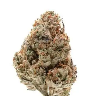 Octane Fire cannabis seeds by Growers Choice