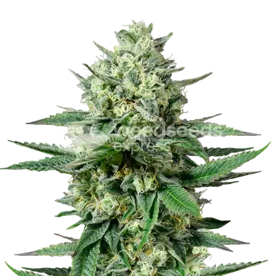 OG Kush CBD cannabis seeds