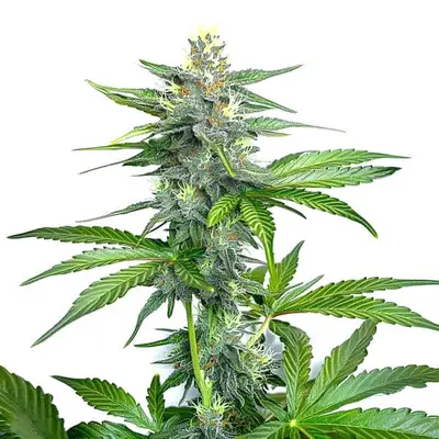 OG Kush Fast Version cannabis seeds