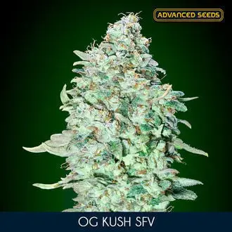 OG Kush SFV cannabis seeds