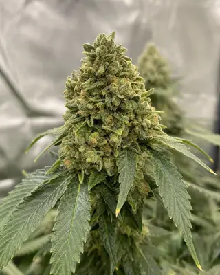OG Kush Triploid cannabis seeds