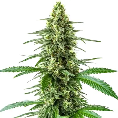 OG Kush x Amnesia cannabis seeds