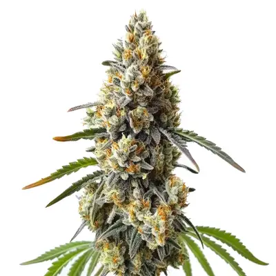 OG Kush x Diesel cannabis seeds