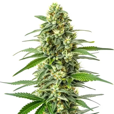OG Kush x Mazar cannabis seeds by Blimburn Seeds