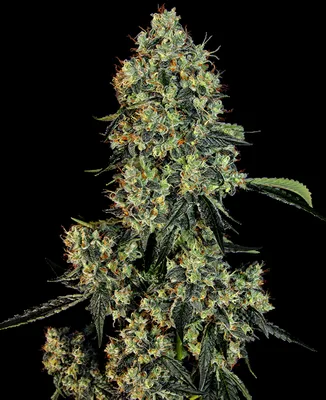 OG Kush cannabis seeds