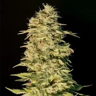 OG Lemon Bilbo cannabis seeds by Genehtik Seeds