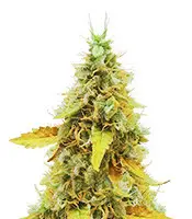 OG's Kush cannabis seeds