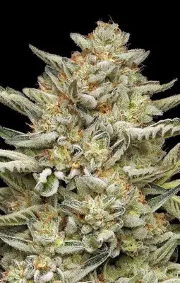 OG Triploid cannabis seeds