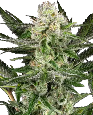 O’Gezuz cannabis seeds