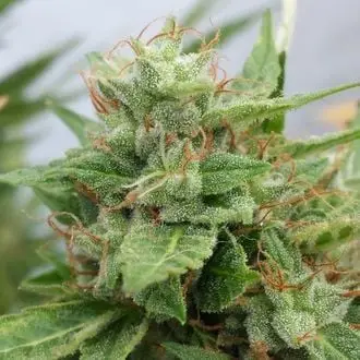 Ogre cannabis seeds by Doctor's Choice