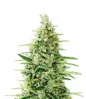 Oh My Gusher cannabis seeds