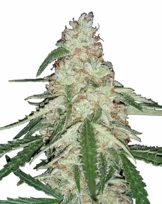 Old Skool cannabis seeds