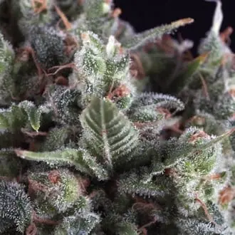 Olympia cannabis seeds by Pyramid Seeds