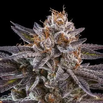 OMG cannabis seeds