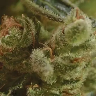 One To One cannabis seeds