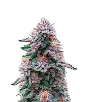 Ooze cannabis seeds
