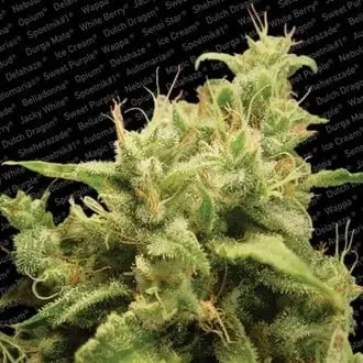 Opium cannabis seeds by Paradise Seeds