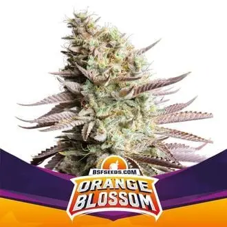 Orange Blossom cannabis seeds by BSF Seeds