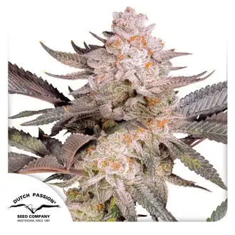 Orange Bud 2.0 cannabis seeds by Dutch Passion