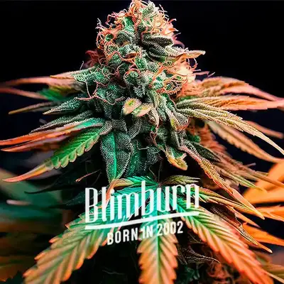Orange Cake cannabis seeds by Blimburn Seeds