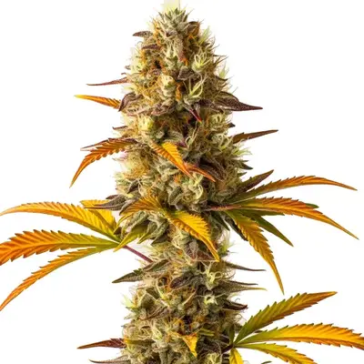 Orange Cookies cannabis seeds by Blimburn Seeds