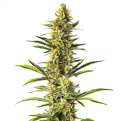 Orange Cream cannabis seeds by Blimburn Seeds