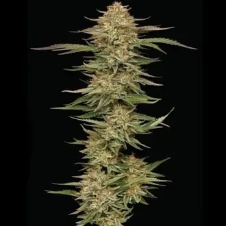 Orange Creampop cannabis seeds
