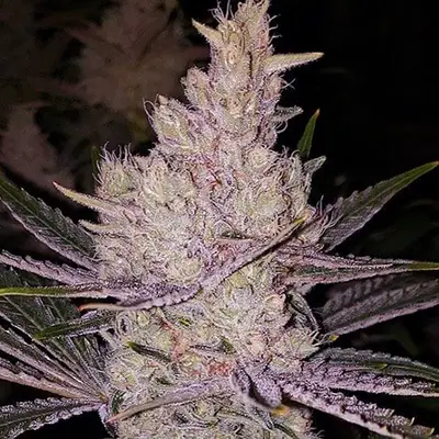Orange Kush Cake R1 cannabis seeds