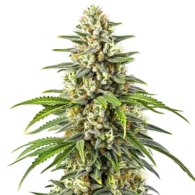 Orange Kush cannabis seeds by Blimburn Seeds