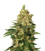 Orange Sherbert cannabis seeds