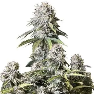Orange Sherbet FF cannabis seeds by Fastbuds