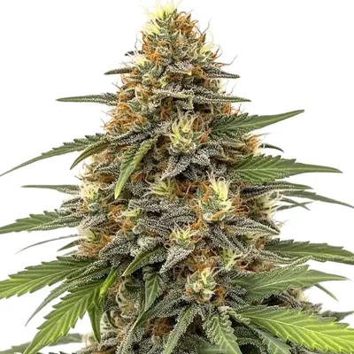 Orange Sherbet cannabis seeds
