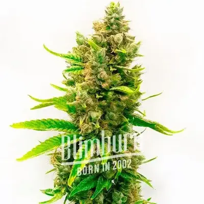 Orange Velvet x Cinderella 99 cannabis seeds