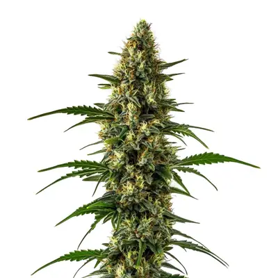 Orange x Skunk cannabis seeds by Blimburn Seeds
