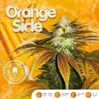 Orangesicle cannabis seeds by T.H. Seeds