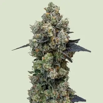 Orbital Banana F1 cannabis seeds