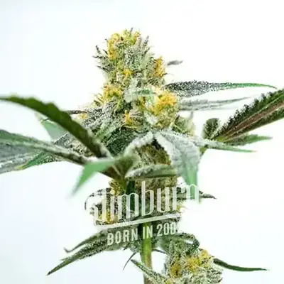 Oregon Peach cannabis seeds by Blimburn Seeds