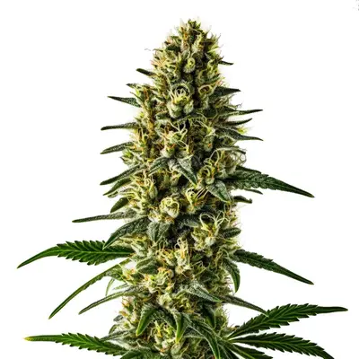 Oregon Underdawg cannabis seeds by Blimburn Seeds