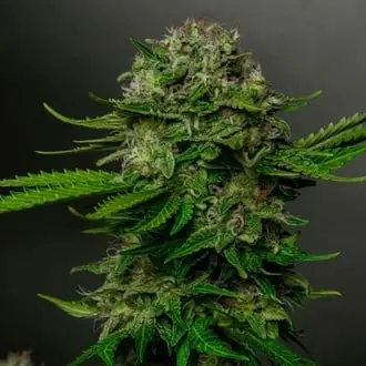 Oreoz x Spritzer cannabis seeds