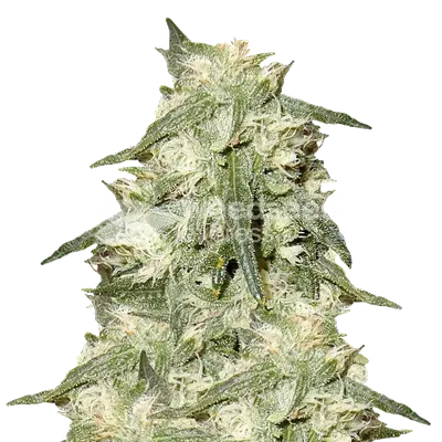 Oreoz cannabis seeds