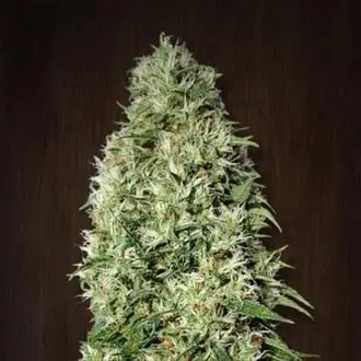Orient Express cannabis seeds by ACE Seeds