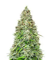 Original Afghan Kush cannabis seeds