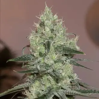 Original Amnesia cannabis seeds by Silent Seeds