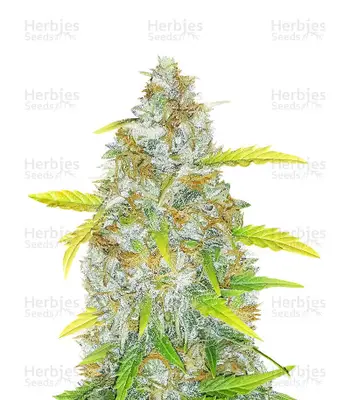 Original Auto AK cannabis seeds