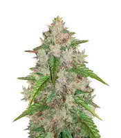 Original Auto Amnesia Haze cannabis seeds